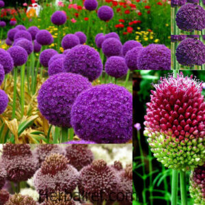 Alliumalliicepaebulbus