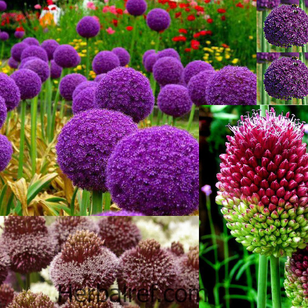 Alliumalliicepaebulbus