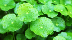 Centella asiatica